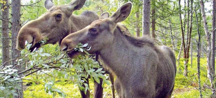 Wildnis und Wohlfühlen - das ist das Motto Eures Abenteuerurlaubes in Schweden! Eine Kanutour leitet Euren Urlaub ein.