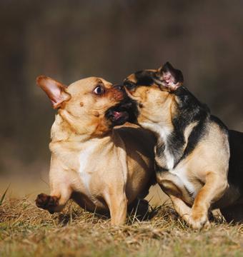 Es gibt die Devise: Mischlinge sind die gesünderen Hunde. Das mag stimmen bei Hunden, die noch aus Gebieten kommen, in denen sie ihre Partner frei wählen können.