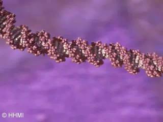 DNA Coiling in Chromosomen Molekulardynamiksimulationen