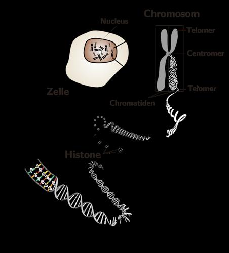DNA im Zellkern http://de.wikipedia.org/w/index.php?title=datei: Genom_bsteinmann.