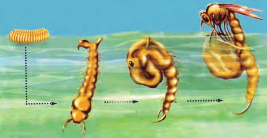 Die umweltfreundlichen biorationalen Wirkstoffe RS- und S-Methooprene unterbrechen den Lebenszyklus der Moskitos und dienen damit der Prävention von Bissen und der Vermehrung adulter Schädlinge.