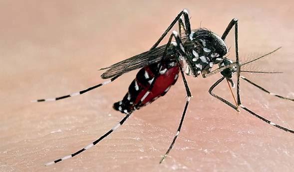 Zika-Virus Das Zika-Virus (ZIKV) gehört zur Familie der Flaviviren, die insgesamt mehr als 50 Virenarten umfasst. Dengue-, Gelbfieber- und West-Nil-Viren zählen zu den bekanntesten Vertretern.
