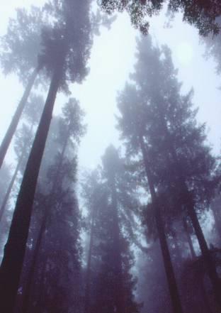 Anwendungen Pflanzenwachstum Redwood Mikroklima in Kalifornien Humidity vs.