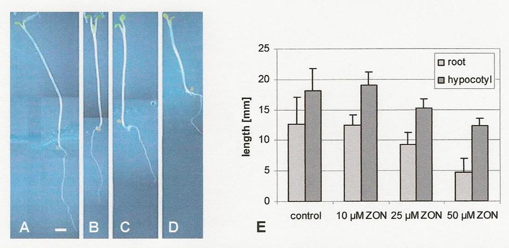 Einleitung 5 Gemäß den Ergebnissen U. Werners bewirkt ZON auch eine starke Verkürzung der Hypokotyle bei A. thaliana Col-0 Pflänzchen um bis zu 32 % bei Applikation von 50 µm ZON (Abb. 4, aus U.