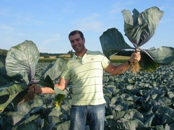 (cabbage + aerial foliar part) with thicker stem, heavier and stronger leaves,
