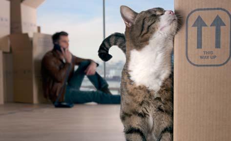 Stress lass nach Tipps für mehr Lebensqualität Beim Futter hört die Freundschaft auf! Katzen sind es gewohnt, alleine zu jagen, deshalb wollen sie auch ihren Napf nicht teilen.