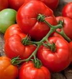 kleinfrüchtige, rote Tomate, guter Geschmack, auch veredelt erhältlich, Fruchtgewicht 15-18