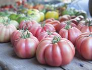 Solanum lycopersicum Monterossa F1 Heirloom (RAF type) Tomate pinkfarben für den Anbau im kalten Gewächs- und eine