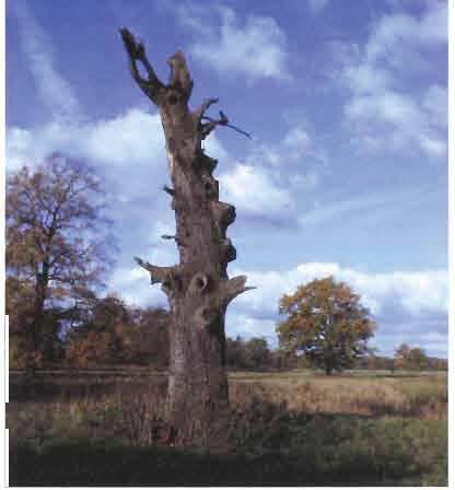 80-100 Bäume pro Jahr nachzupflanzen, damit kann der derzeitigen Bestand langfristig konstant gehalten und gesichert werden (HAENSCHKE & REICHHOFF 1 985).