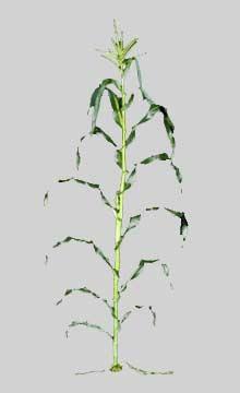 Ziele und Vorhaben des Teilprojekts Übertragung der Backeigenschaften von Weizen auf Mais Spezifische Expression von einer HMW-Glutenin x-untereinheit, einer HMW-Glutenin y-untereinheit, einem