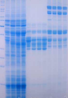 Globulin-Gliadin-Glutenin Extrakte 12,5 % SDS-AGE, Coomassie-Färbung M Gobuline Gliadine Glutenine wt 48/4 48/2748/28 wt 48/4 48/27 48/28 85 KDa 70 KDa 60 KDa 50 KDa 40