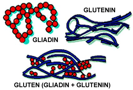 Molekulare Struktur des Weizen Glutens Monomere Struktur Intramolekulare Disulfidbrücken olymere Struktur x- und y-typ unterscheiden sich in der Länge der individuellen Domänen und in der