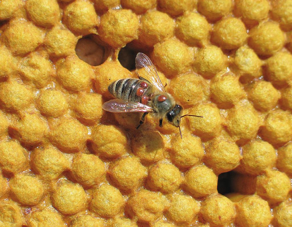 DER FEIND IN MEINEM BIENENSTOCK Bereits im Frühjahr müssen die Imker mit der Bekämpfung des Hauptfeindes der Honigbiene beginnen: der Varroa-Milbe.