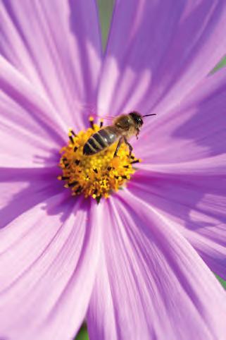 BAYER FÖRDERT BIENENGESUNDHEIT Um die Bienengesundheit zu verbessern, bietet Bayer weltweit Lösungen zur Bekämpfung der Varroa-Milbe.