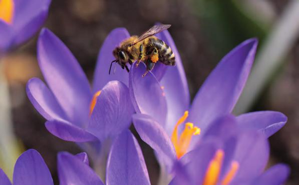 Honigbienen suchen ihre Nahrung im Normalfall in einem Umkreis von 3 4 km.