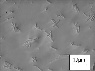 2), sind Grampositiv und fakultativ anaerob. Abb. 4.2: Mikroskopische Aufnahme von L. casei 6126. Micrococcus luteus DSMZ 20030