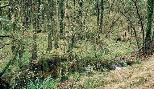 Das Gewässer fließt in einem Erlen-Birkenwald, jedoch sind die Grenzen zwischen Gewässer und Aue oft unscharf, da die Uferlinie des sehr flachen