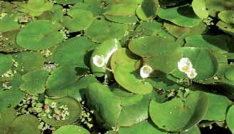 Froschbiss wächst in warmen, nährstoffreichen, meist kalkarmen, stehenden oder langsam fließenden Gewässern.
