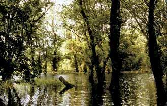 Hartholzauenwälder, hier mit Lerchensporn, gehören zu den grundwasserabhängigen Lebensräumen.