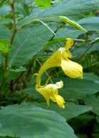 Es gibt sogar noch ein kleines ebenfalls gelbes Springkraut bei uns, das (Inpatiens parviflora), was auch im Timm. Busch häufig im Sommer zu finden ist.