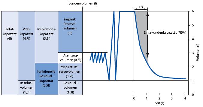 Abbildung 1: Darstellung der in der Lungenfunktion bestimmten Volumina 76 In Abhängigkeit der Größe stehend in Metern (H) und des Alters (A) lassen sich individuelle Sollwerte der Patienten berechnen.