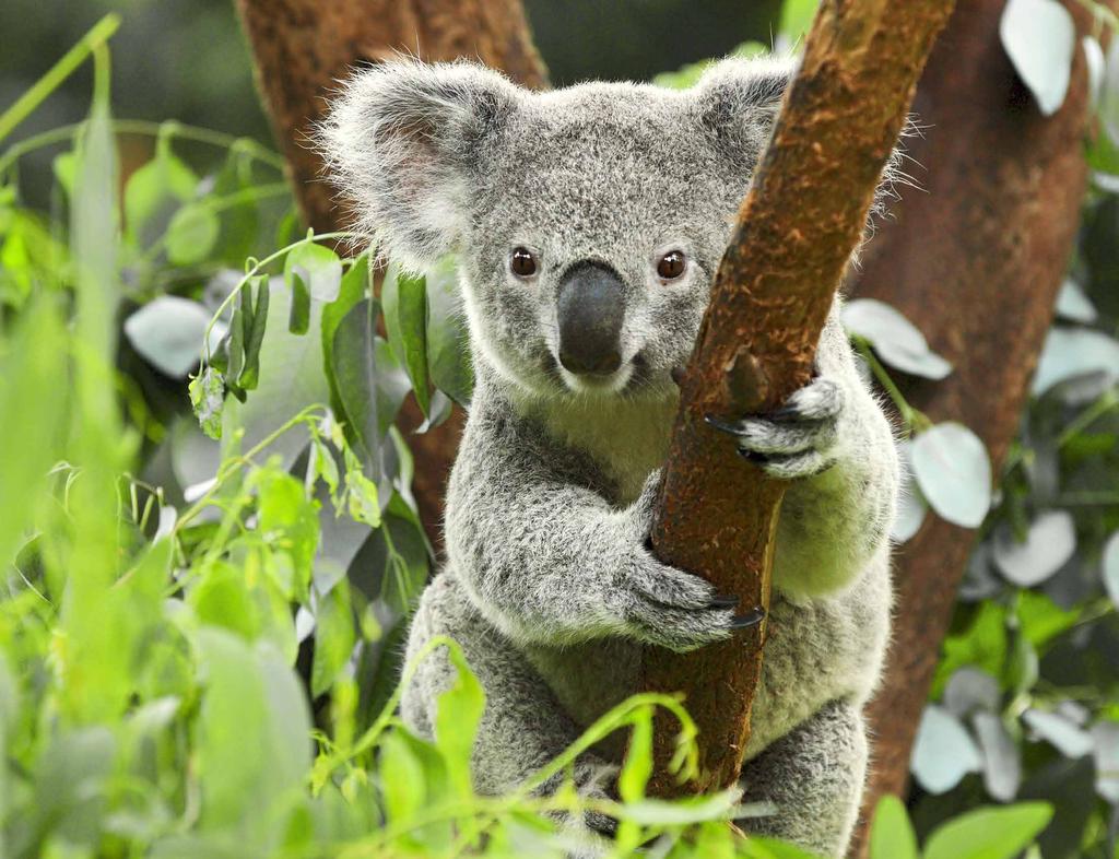 Ein junger Koala verlässt die Heimstätte seiner Mama im Alter von ein bis drei Jahren, meistens dann, wenn ein neues Baby geboren wird.