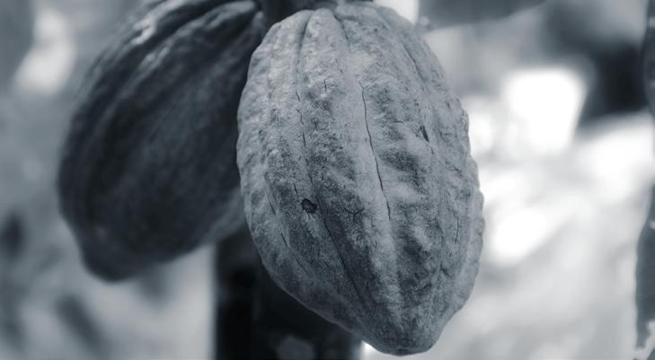 I ZIEL UND GELTUNGSBEREICH II RAHMENBEDINGUNGEN Für die REWE Group wird eine Vielzahl an Eigenmarkenprodukten mit einem unterschiedlich hohen Anteil an Kakao 1 hergestellt.