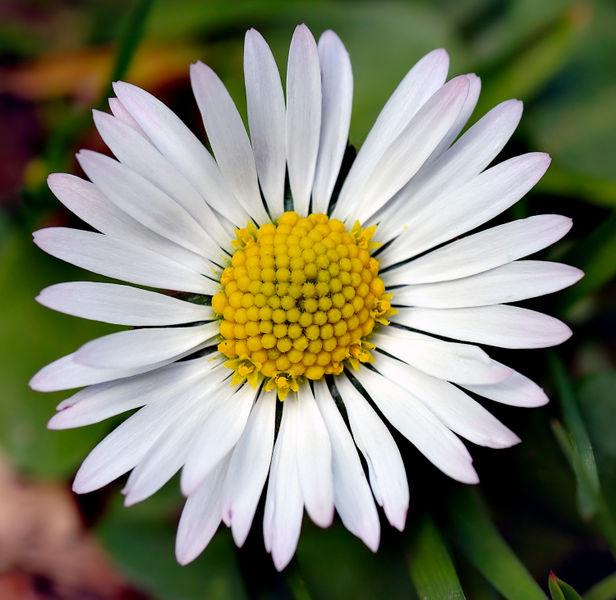 Exkurs: Fibonacci-Zahlen in der Natur Fibonacci-Zahlen finden sich häufig an Pflanzenteilen