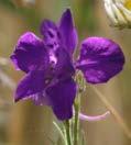 orientalis): Rötlich violett, meist mehr als 8 Blüten (Foto rechts) Mai-September