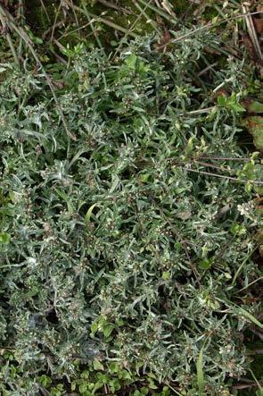 19 Sumpf-Ruhrkraut (Gnaphalium uliginosum) Korbblütengewächse (Asteraceae) -2 Juni-Oktober gelblich bis bräunlich; Ø Köpfchen 0,5 cm; Köpfchen in Knäueln