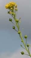 paniculata) Kreuzblütengewächse (Brassicaceae) Konkurrenz: 2 Gefährdungsstatus: RL3 Mai-Juli