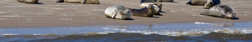 20: Seehunde brauchen Landlebensräume wie Sandbänke und einsame Strände, um ungestört zu ruhen. (Foto: M.