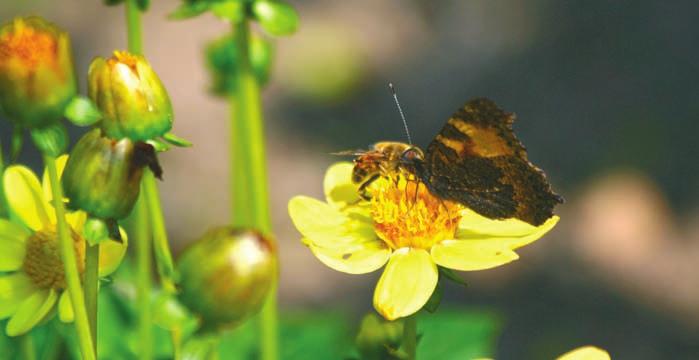 ALLERLEI Schmetterlinge, Sommerflieder, Sommertraum Für den Natur- und Gartenfreund ist Ursache und Wirkung eines Vorganges auch mit Spaß oder Ärger und oft mit Staunen über die Natur verbunden.