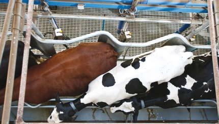 Gut zugängliche Positionierung der Automation (MPC580) Der FGM 30 bietet ein ergonomisch optimales und bequemes Melken der Kühe von der Seite und erlaubt eine gute