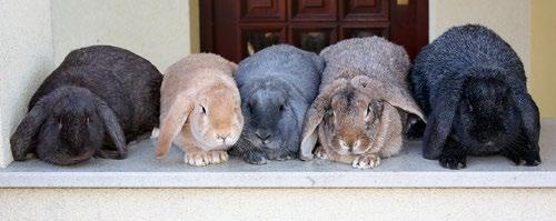 Zuchtgeschichte Die Silberung war es, die bei der ersten Vorstellung dieser Rasse 1904 bei allen Kaninchenzüchtern große Beachtung fand.