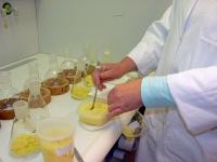 Kontrolle Lebensmittelchemiker/-innen der amtlichen Laboratorien überprüfen regelmäßig anhand der Fettsäureverteilung, ob es sich überhaupt um einen Käse handelt oder um ein Imitat.
