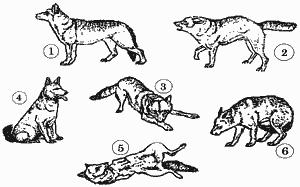 Sachkundetest Teil 1 Bitte legen Sie einen Zettel und einen Stift bereit, damit Sie den Test auswerten können A1. An welchen Körperteilen ist am schnellsten die Stimmung des Hundes abzulesen?