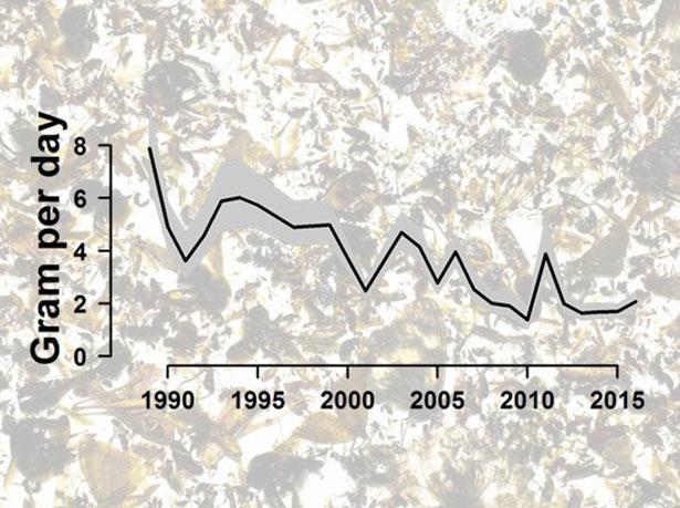 Drastischer Insektenschwund in Deutschland In 27 Jahren hat sich die Insekten-Biomasse um 76 Prozent verringert Alarmierende Entdeckung: Forscher haben in einer Langzeitstudie einen
