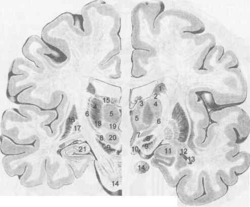 3. 3 Querschnitt durch das menschliche Gehirn auf Höhe des Hippocampus (linke Seite) und auf Höhe der Amygdala (rechte Seite); i Körper des Ncl. caudatus, 2 Stria terminalis, 3 Ncl.