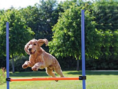 Agility-Hürde Höhe stufenlos verstellbar, mit praktischer