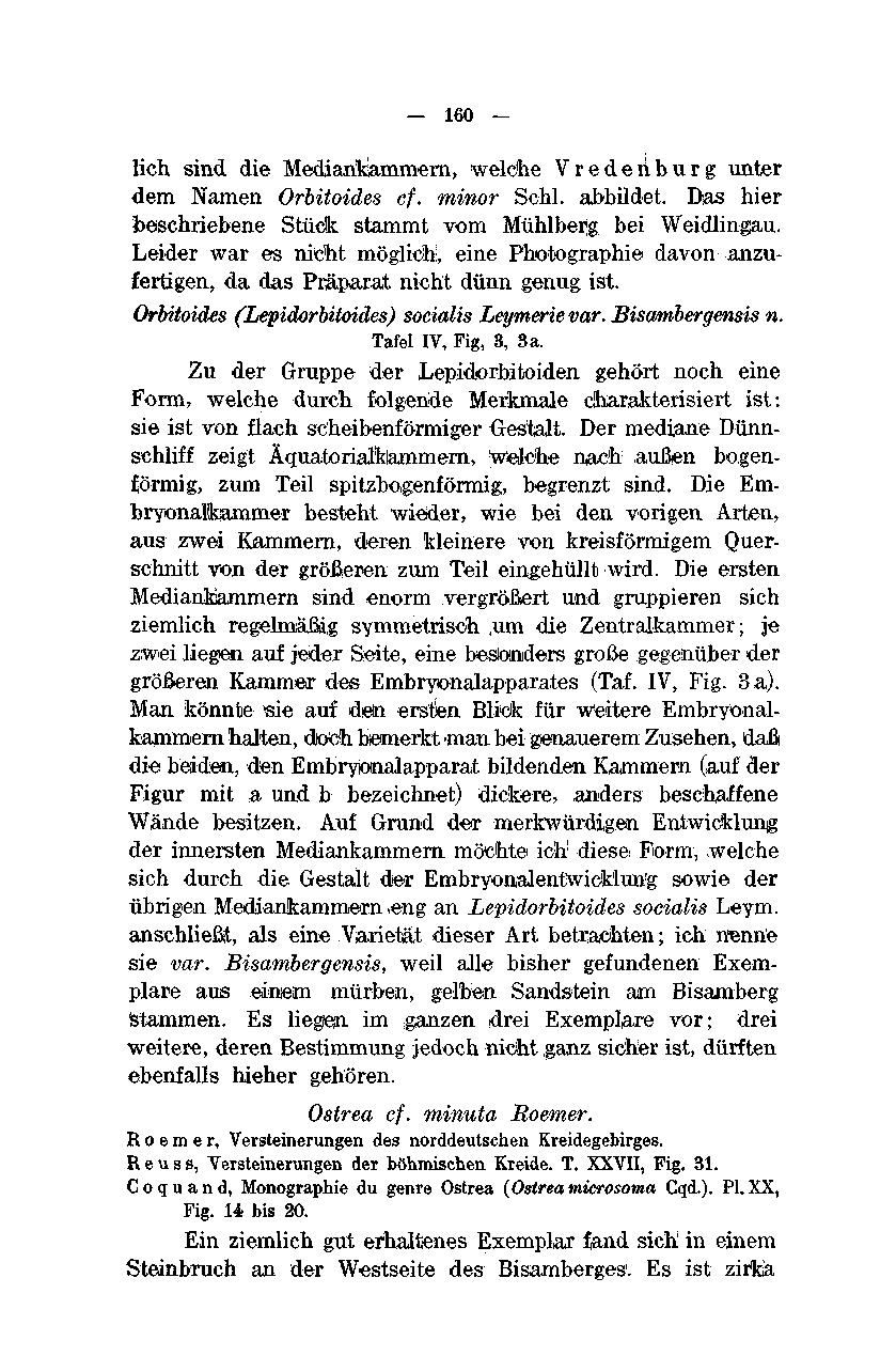 160 lieh sind die Medianfcjammern, welche Vrederiburg unter dem Namen Orbitoides cf. minor Schi, abbildet. Dias hier beschriebene Stück stammt vom Mühlberg bei Weidlingau.