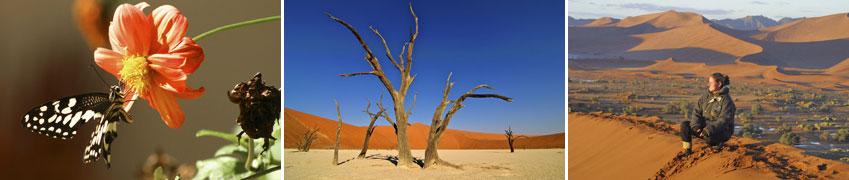 13. Tag: Dünen von Sossusvlei Heute stehen wir ganz früh auf, um die welthöchsten Dünen beim Sossusvlei im Morgenlicht zu erleben. Uns erwartet eine wunderbare Wüstenlandschaft.