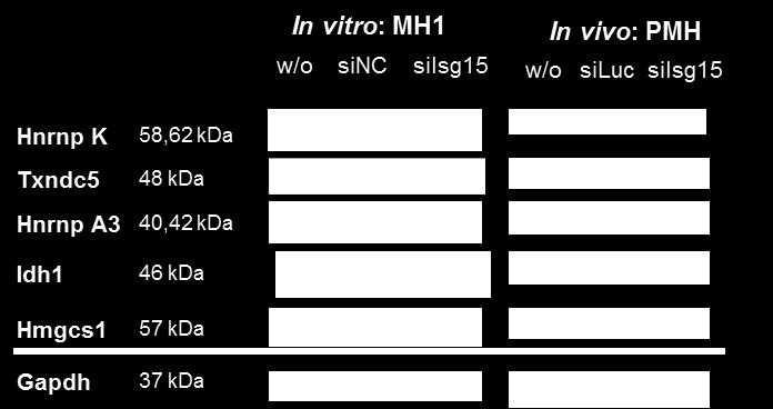 3 ERGEBNISSE 3.3.2 Validierung der Isg15-abhängigen Kandidaten aus der Proteom Studie Um die Isg15-abhängigen sieben Kandidaten Proteine zu validieren, wurde die murine HCV subgenomische