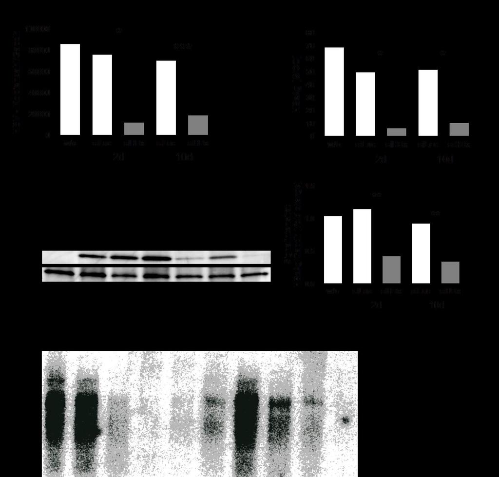 3 ERGEBNISSE auch abgelesen wird, konnte mittels qrt-pcr in allen untersuchten Geweben (Herz, Milz, Niere) HBV-RNA detektiert werden (Daten nicht gezeigt).