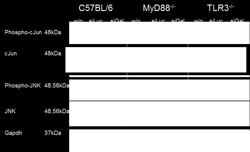Ähnliche Ergebnisse nach sigal Applikation wurden auch für pro-inflammatorische Zytokine wie Il-6 (B), sowie das anti-inflammatorische Il-10 (C) ermittelt.