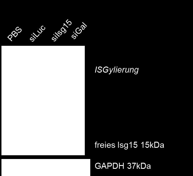 3 ERGEBNISSE Abb.3.2.7 Das Isg15 Protein ist nach der Gabe von siisg15 reduziert.