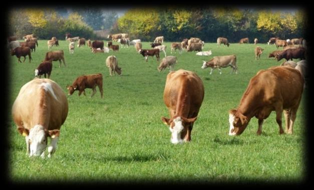Positive Umwelt- und Naturschutzwirkung der Nutztierhaltung Kreislaufwirtschaft ist ohne Nutztierhaltung nicht möglich Umwandlung von für den Menschen nicht verwertbaren Proteinquellen in