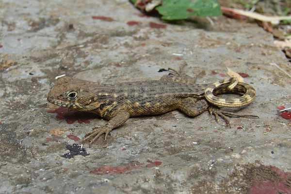 Lizard (Leiocephalus