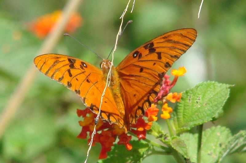 verbreiteter Schmetterling.