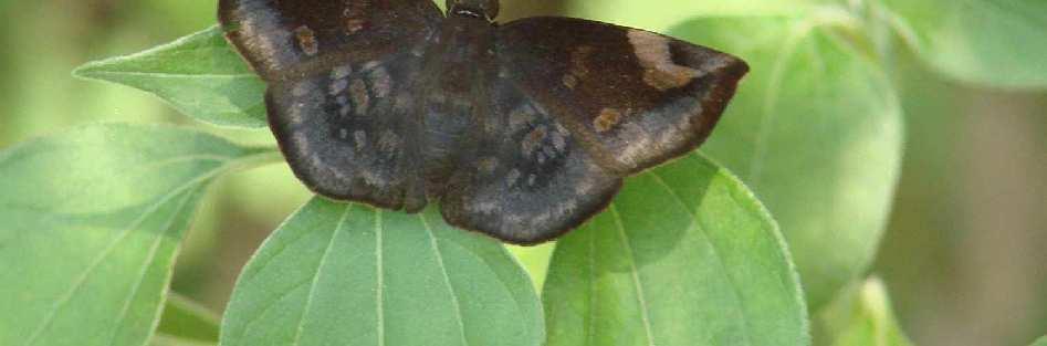 Jung s Dusky Wing (Achlyodes